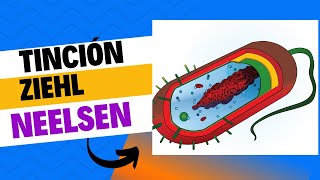 Cómo hago la tinción de Ziehl Neelsen en él laboratorio [upl. by Ahsienek595]