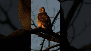 RED TAIL HAWK SUNRISE music wildlife NATURE YOUTUBE EPIC GEOGRAPHIC [upl. by Krystin]