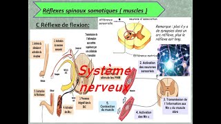 système nerveux les types des arcs de reflexe [upl. by Harad131]