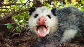 Top 7 Amazing Opossum Facts [upl. by Rowney]