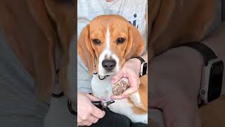 Dog nail clipping  beagle care [upl. by Aniakudo843]