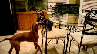 Rhodesian Ridgeback playing with cat [upl. by Lzeil]