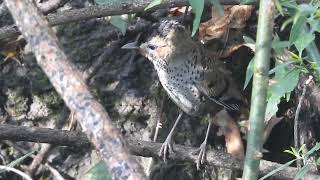 Rufous chinned Laughingthrush preening with home sounds [upl. by Iddet349]