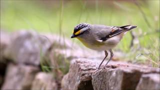 Striated Pardalote calls and behaviour [upl. by Hilbert299]