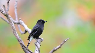 白斑黑石䳭 Saxicola caprata [upl. by Noffihc]