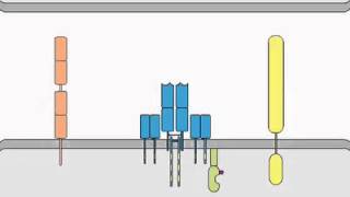 TCR Signaling [upl. by Linus642]