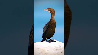 Exclusive footage of Pelagic Cormorants WildlifeFacts [upl. by Idrahs]