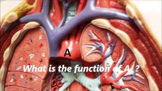 Blood vessels Practical test [upl. by Ainad]