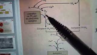 Physio Sanguine COURS 4B HEMOSTASE Suite 03 [upl. by Ezana]