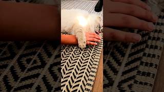 My cat Bella 🐈 loves ❤️ chowing my hand ✋️ [upl. by Yklam191]