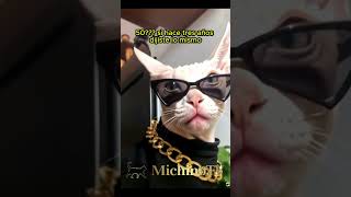 Cuántos años cumpliste😹😹😹 cat gatoschistosos musicapp gatoschistosos humor [upl. by Aenel]