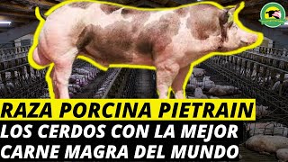 RAZA PORCINA PIETRAIN🐷Los Cerdos Con La Mejor Carne Magra Del MundoVentajas Y Desventajas [upl. by Judah]