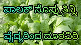 Palak oystersಪಾಲಕ್ ಸೊಪ್ಪ ತಿನ್ನಿ ಡಾಕ್ಟರ್ ರಿಂದ ದೂರವಿರಿ [upl. by Morris205]