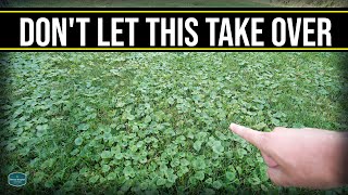 This Will Take Over Your Lawn  Get Rid Of Creeping Charlie Ground Ivy Wild Violet [upl. by Eizle]