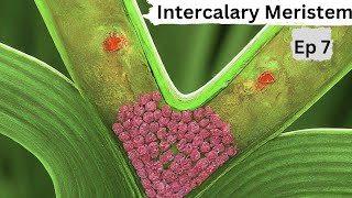 Ep 7  Intercalary Meristem  Tissues [upl. by Adnilemre]