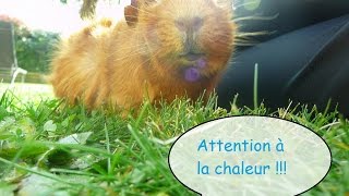 ♥10 conseils pour protéger son rongeur de la chaleur soleil♥ [upl. by Crosley105]