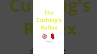 The Cushings reflex [upl. by Etnomal]