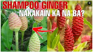 Bhes Tv BENEPISYONG HATID NG SHAMPOO GINGER  HOME REMEDY [upl. by Esilehc548]