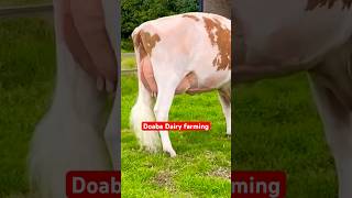 Top notch 🏆❤️🥇 Ayrshire breed cow  Doaba dairy farming trending viralvideo shorts youtube [upl. by Lyris427]