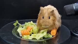 Guinea Pigs GO CRAZY for This Veggie Buffet [upl. by Aihtnyc]