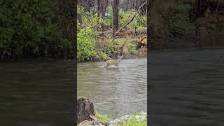 Enjoying The Moment Watching A Six Point Cross The River whitetaildeer [upl. by Laurent]