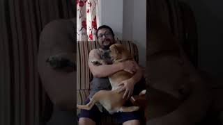 Cute and Cozy Moments shorts ytshorts leo dbrownmixstudio dog [upl. by Kery]