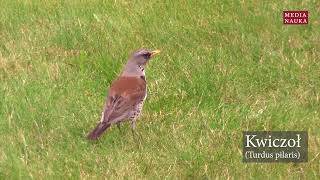 Kwiczoł Turdus pilaris [upl. by Enywad]