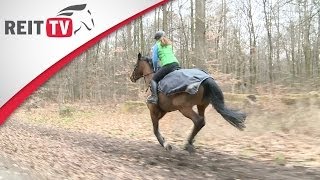 Pferdegesundheit  Konditionstraining im Wald mit REITTVTeamreiterin Jana [upl. by Cyprio]