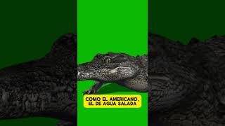 EL COCODRILO top curiosidades paratifyp viralvideo trending animals history xd [upl. by Rog]