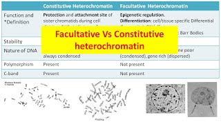 Constitutive Vs Facultative heterochromatin [upl. by Lyndes]