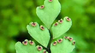 Life cycle of Adiantum maidenhair Fernpteropsida Tracheophytesbiology biologyclass11 [upl. by Dayiz]