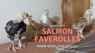 Salmon Faverolles 4WeekOld Chicks [upl. by Tsiuqram33]