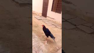 Lasani Cross ❌ patha black fighter aseel rooster 🐔youtubeshort 👑❌👑 [upl. by Apicella232]