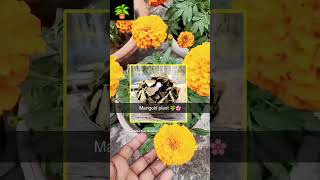 merigold plant wintergardening trending gardening shorts houseplants fertilizer viralvideo [upl. by Eph]