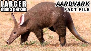 Aardvark Facts BIGGER than you think  Animal Fact Files [upl. by Lennor]