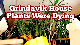 Grindavik House Plants Were Dying Iceland Fagradalsfjall LitliHrútur Volcano Eruption Magma [upl. by Hayne762]