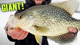 Ice Fishing GIANT CRAPPIES Using Livescope  PB BROKEN [upl. by Ivanah896]