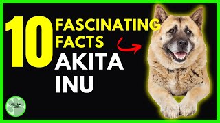 10 Fascinating Facts AKITA INU Dog Owner Understand [upl. by Gnes]