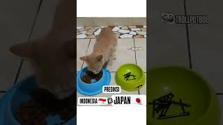 A prediction football trending viralvideo cat predictions [upl. by Drolyag]