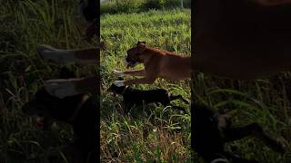 doglover boxerdog jagdterrier boxerpuppy outdoorlife outdoorslife wildlife fishinglife [upl. by Zelten]