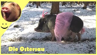 Lustige Videos  Lustige Tiere  Die Ostersau  Frohe Ostern [upl. by Schwerin165]