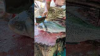 The Fastest Skills To Cut A Strange MonsterSized Cuttlefish😳😱  Fish Cutting Skills  shorts [upl. by Esdras]