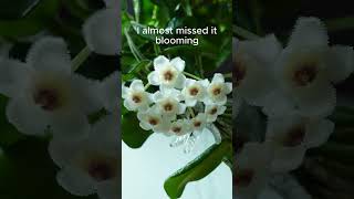 Experience the Magic Hoya Rotundifloras 12Hour Bloom Captured in Time Lapse [upl. by Kay]