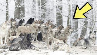 The Secret Behind the Largest Wolf Pack Ever Recorded – You Won’t Believe What Theyre Hunting [upl. by Nibuz]