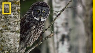 Great Grey Owl  Untamed Americas [upl. by Dimitris680]