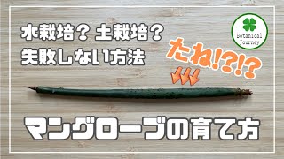 マングローブの育て方水栽培か土栽培かどっちが良い？失敗しない方法 観葉植物 マングローブ [upl. by Azpurua]