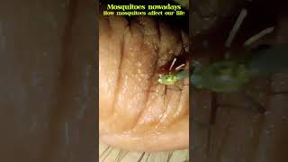 Mosquitoes life explore insects health mosquito malaria shorts vlog vlogs dailyvlog [upl. by Robet453]