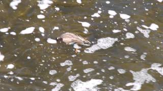 Le repas du canard colvert [upl. by Tecil]