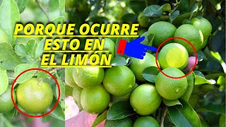 PLAGAS Y ENFERMEDADES EN EL CULTIVO DEL LIMÓN 🍋 [upl. by Neerihs162]