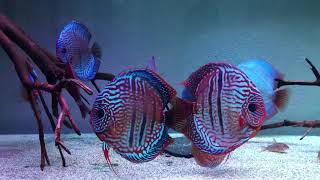 Gorgeous Heckel Cross Discus owned by Alan Lepore [upl. by Abdel113]